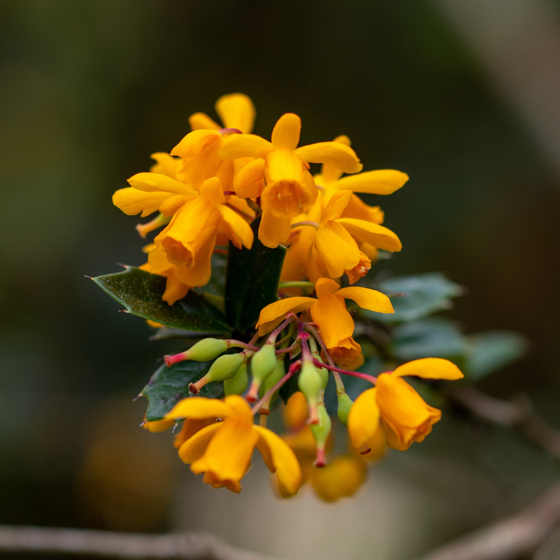 Darwins berberis - Berberis darwinii - Bakker