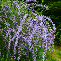 Buddleja alternifolia - Vlinderstruik met afwisselende bladeren - Vlinderstruik - Buddleja