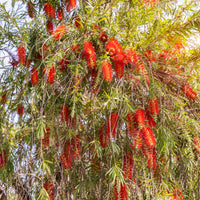 Rode lampenpoetser - Callistemon rigidus - Bakker