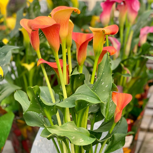 Calla 'Peach Pearl' (x2) - Bakker