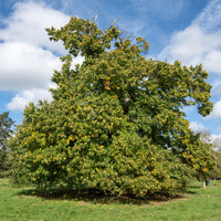 Kastanjeboom Marsol - Castanea sativa Marsol - Bakker