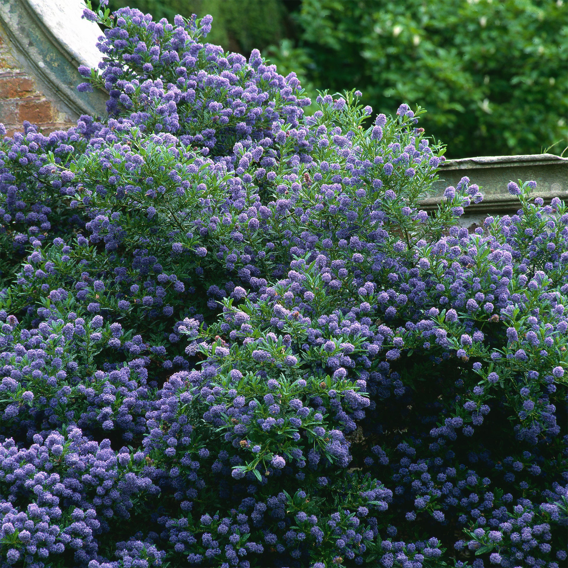 Amerikaanse sering Automnal Blue - Bakker