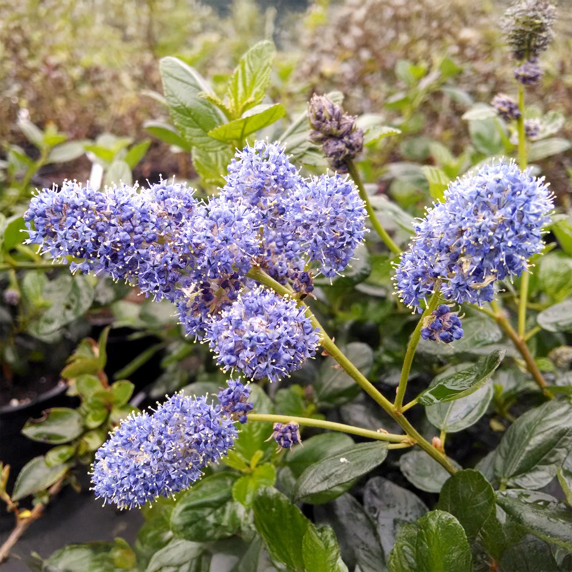 Ceanothus griseus Yankee Point - Amerikaanse sering Yankee Point - Ceanothus - Californische sering