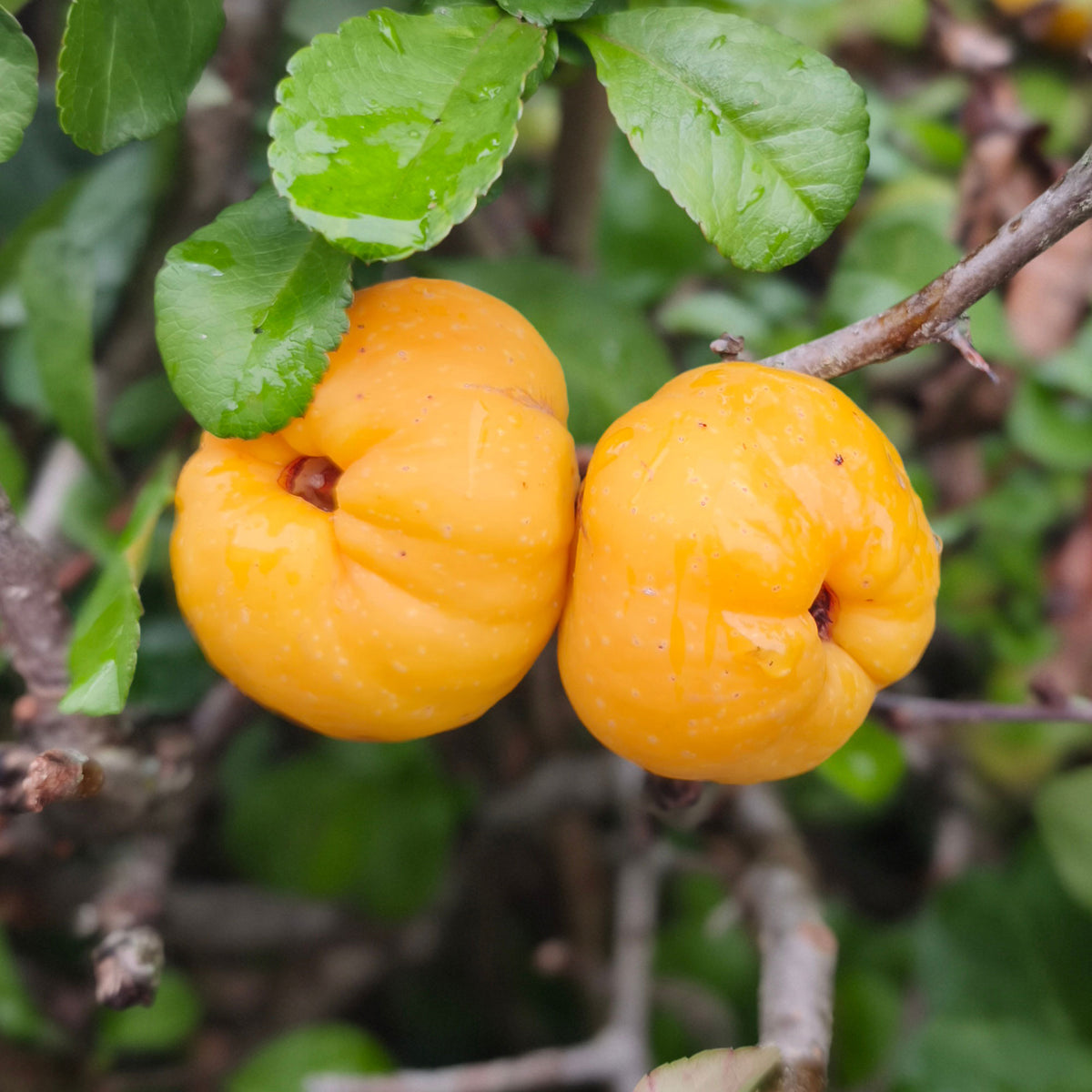 Japanse kwee Sargentii - Chaenomeles japonica Sargentii - Bakker