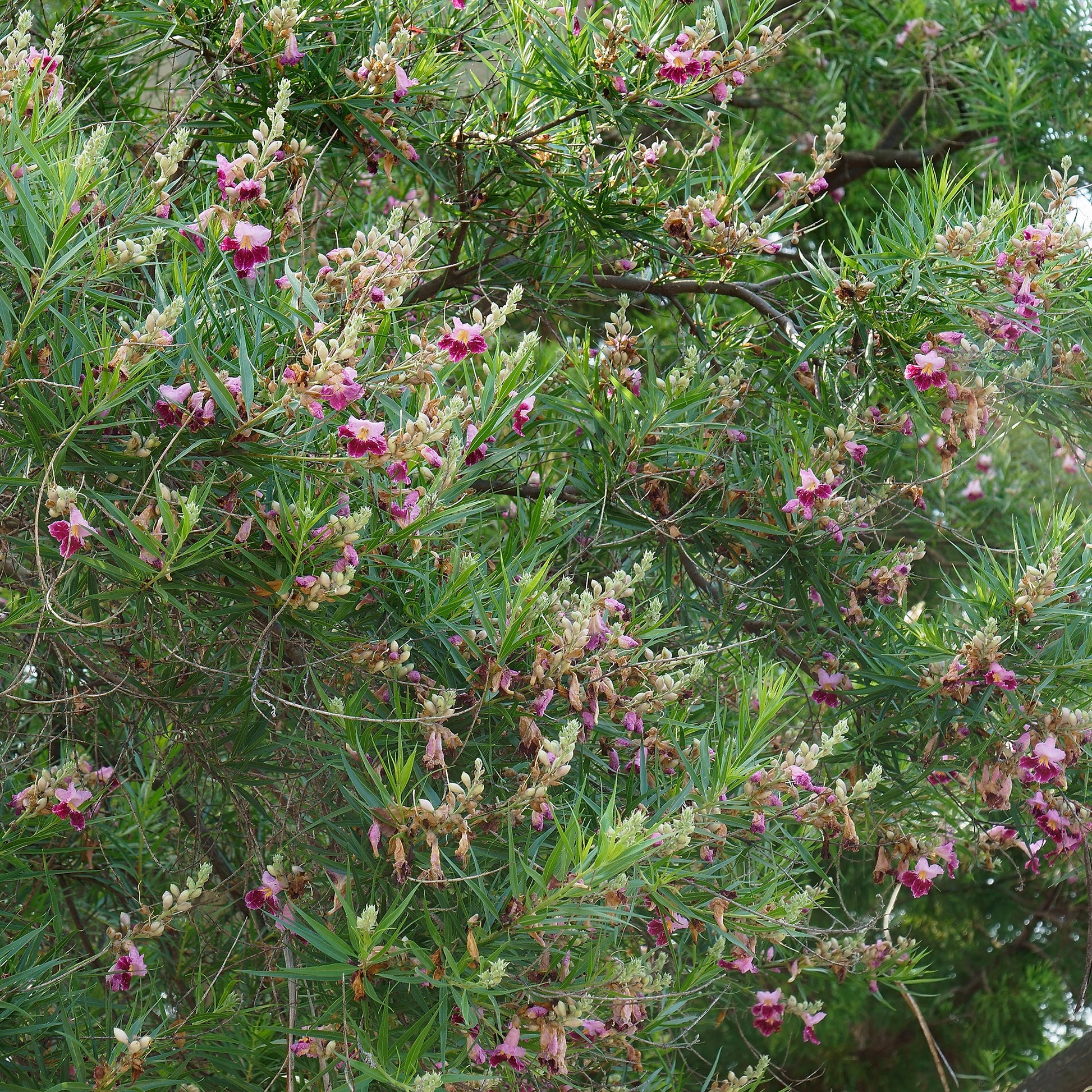 Woestijnwilg - Chilopsis linearis - Bakker