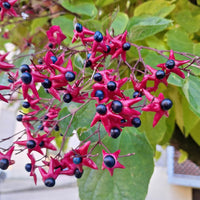 Bloeiende heesters - Clerodendrum - Clerodendrum trichotomum