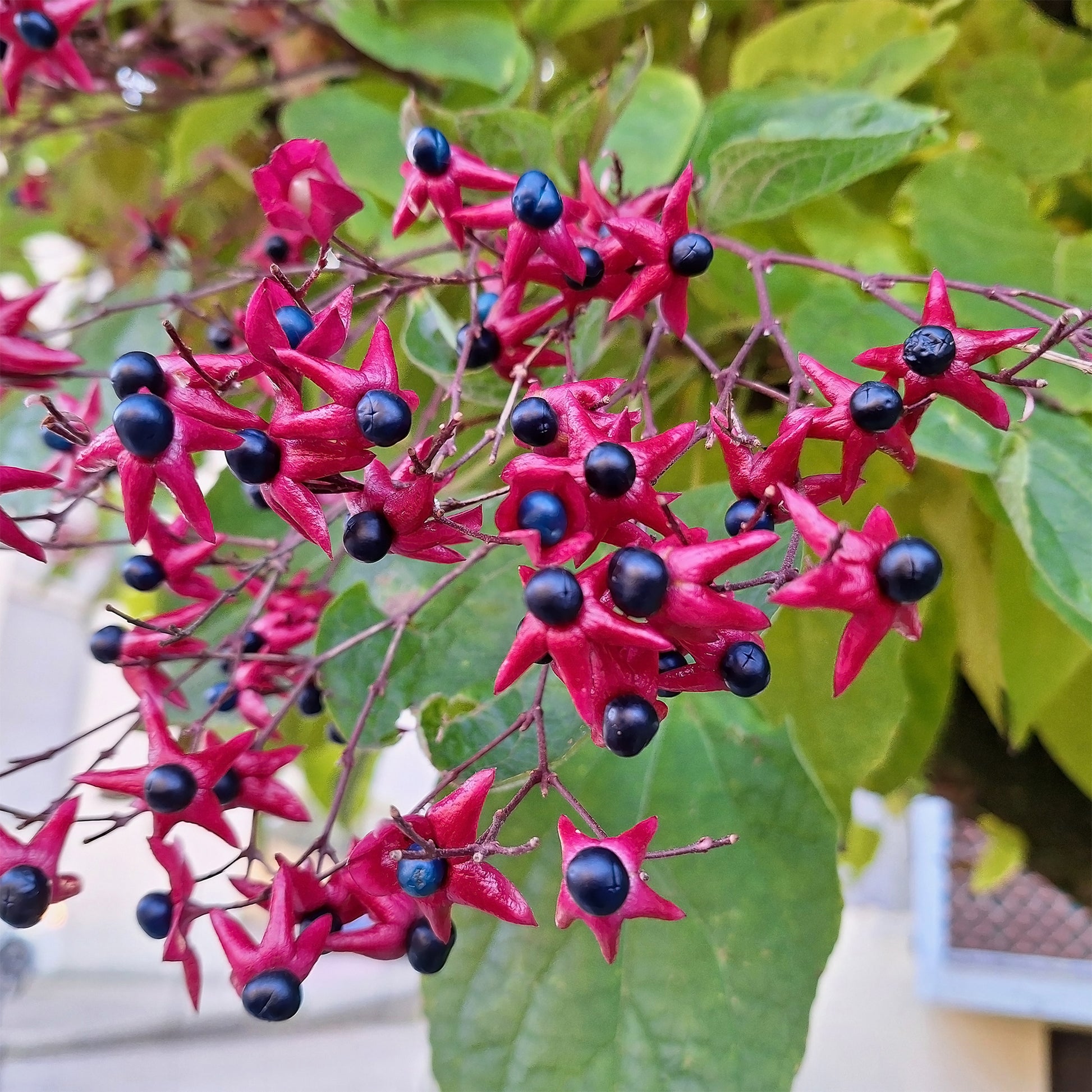 Bloeiende heesters - Clerodendrum - Clerodendrum trichotomum