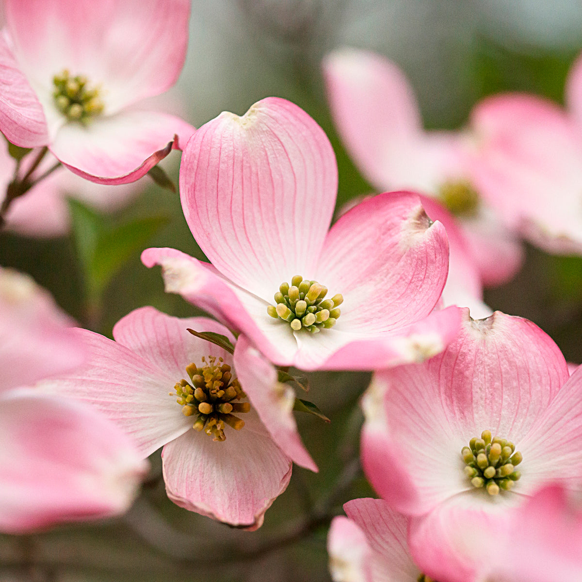 Cornus kousa Satomi - Japanse kornoelje Satomi - Bloeiende bomen