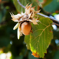 Hazelaar Webbs Prize Cob - Corylus avellana Webbs Prize Cobb - Bakker