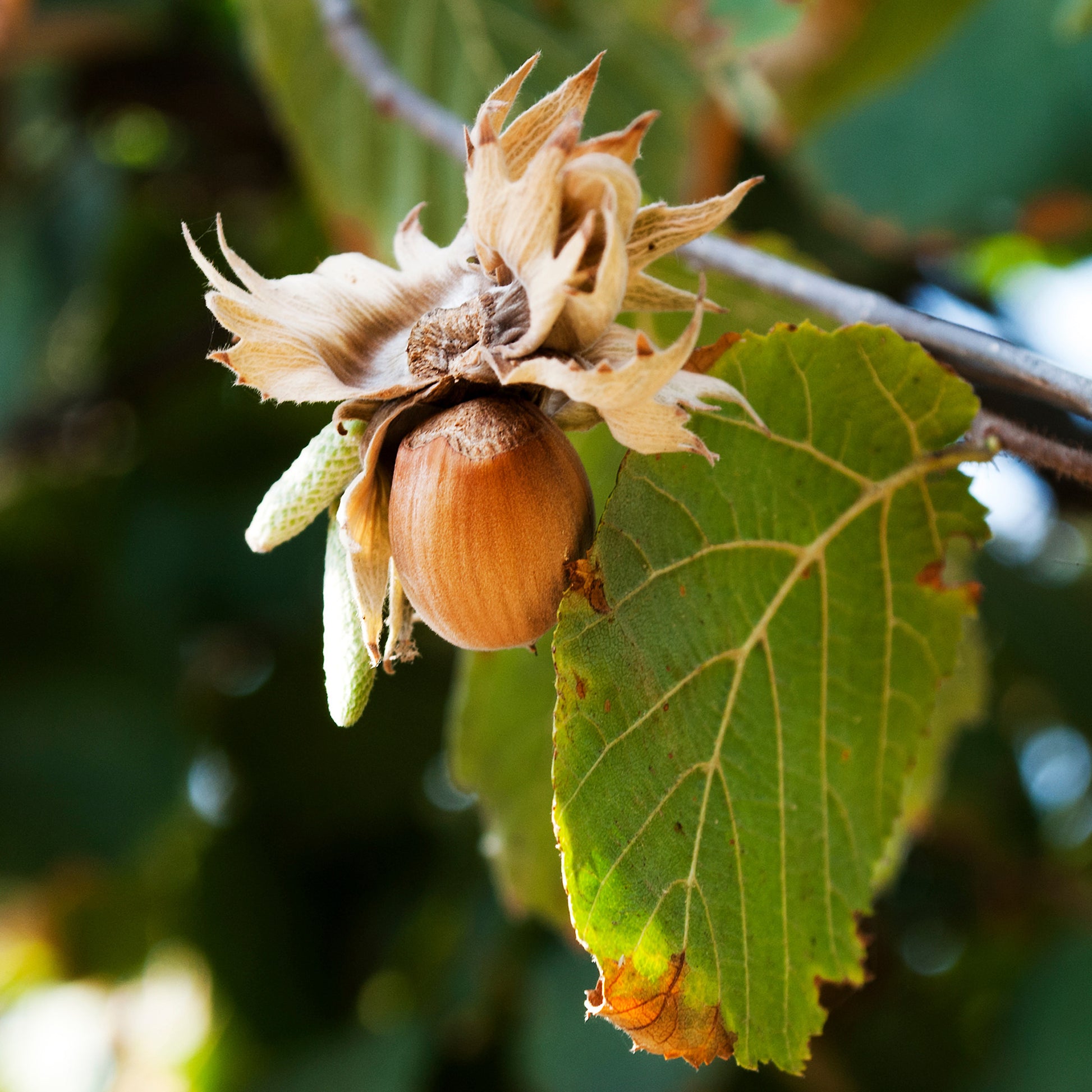 Hazelaar Webbs Prize Cob - Corylus avellana Webbs Prize Cobb - Bakker