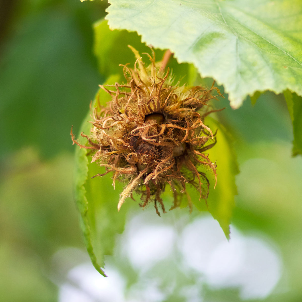 Verkoop Byzantijnse hazelaar - Corylus colurna