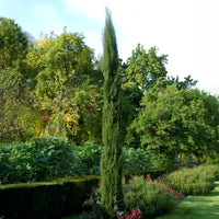 Coniferen - Italiaanse cipres Stricta - Cupressus sempervirens Stricta