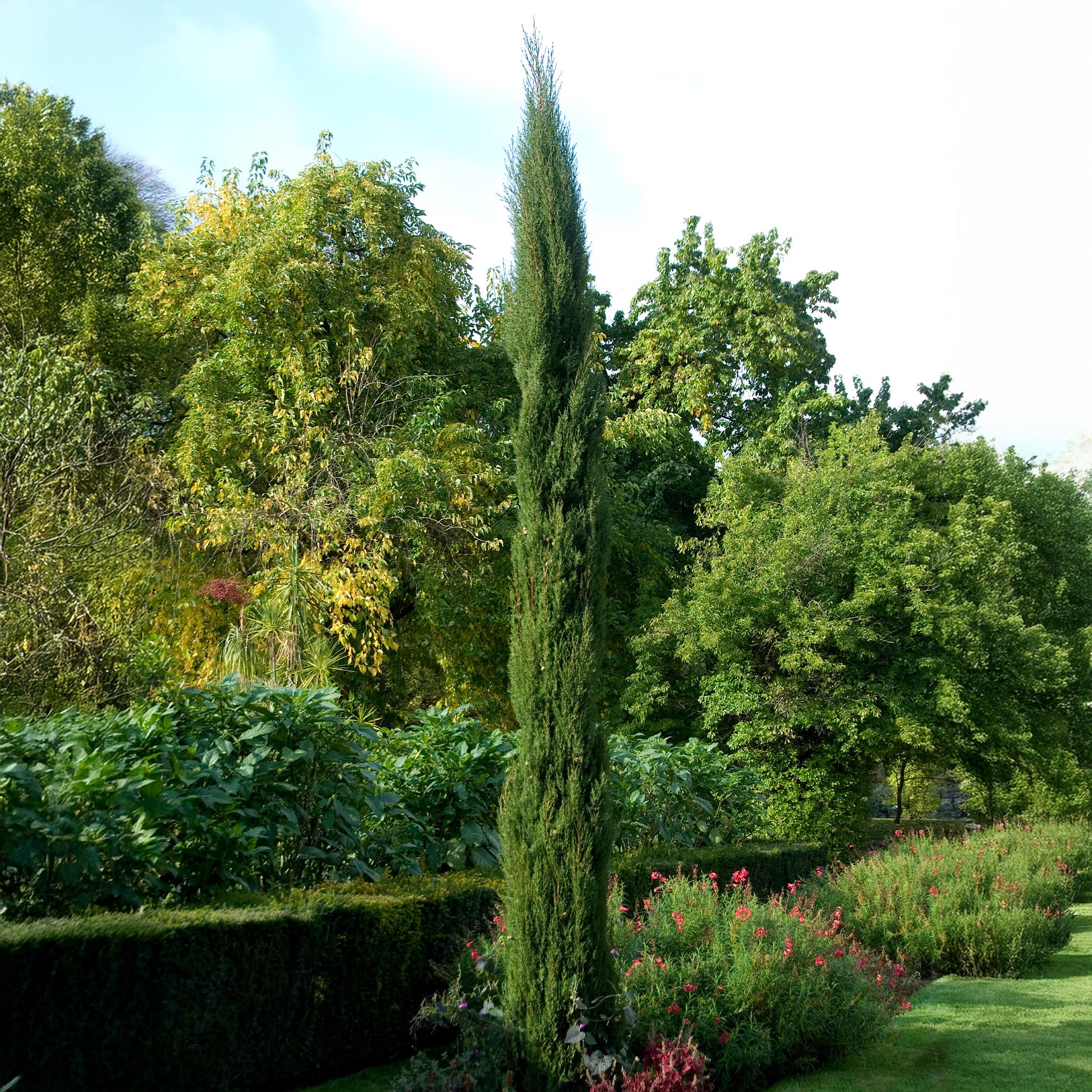 Coniferen - Italiaanse cipres Stricta - Cupressus sempervirens Stricta
