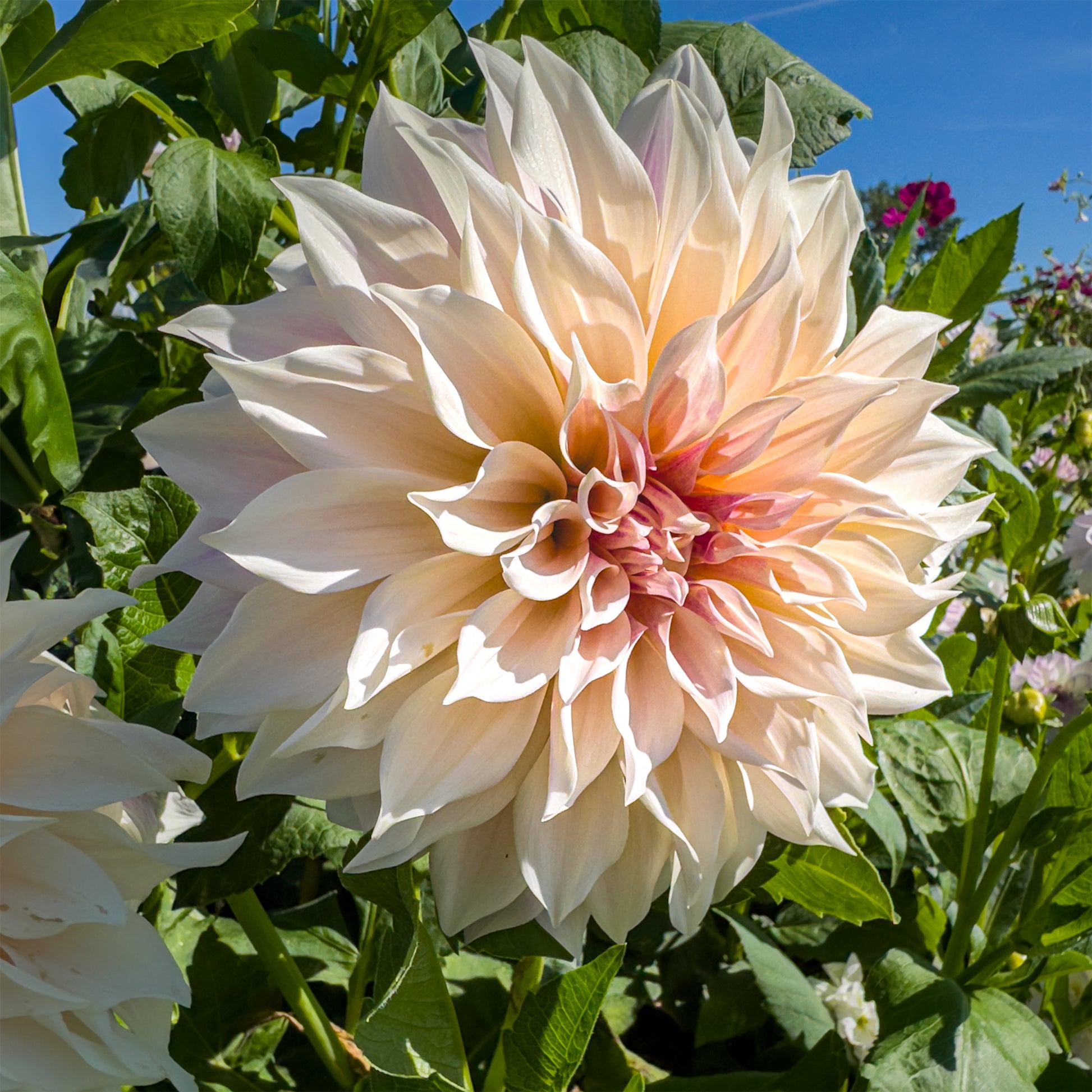 Dahlia's 'Café au Lait' (x3) - Dahlia Café au Lait - Bakker