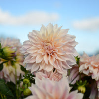 Dahlia's 'Café au Lait' (x3) - Dahlia Café au Lait - Bakker