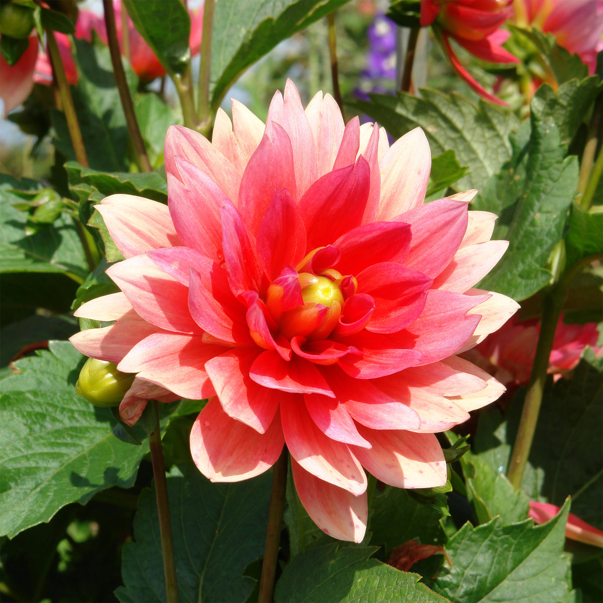 Dwerg decoratieve dahlia Berliner Kleene - Dahlia Berliner Kleene - Bakker