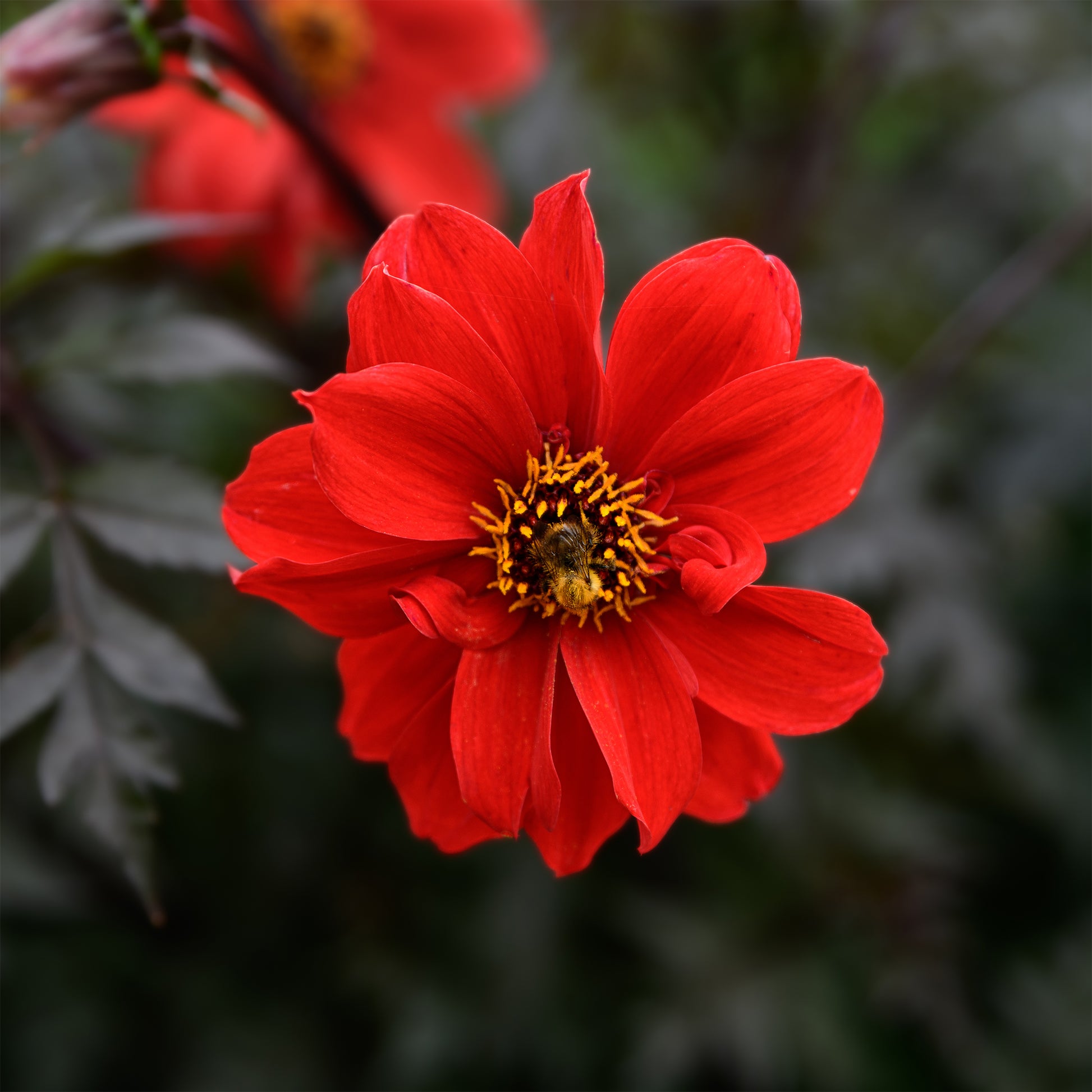 Rand dahlia Bishop of Llandaff - Dahlia Bishop of Llandaff - Bakker