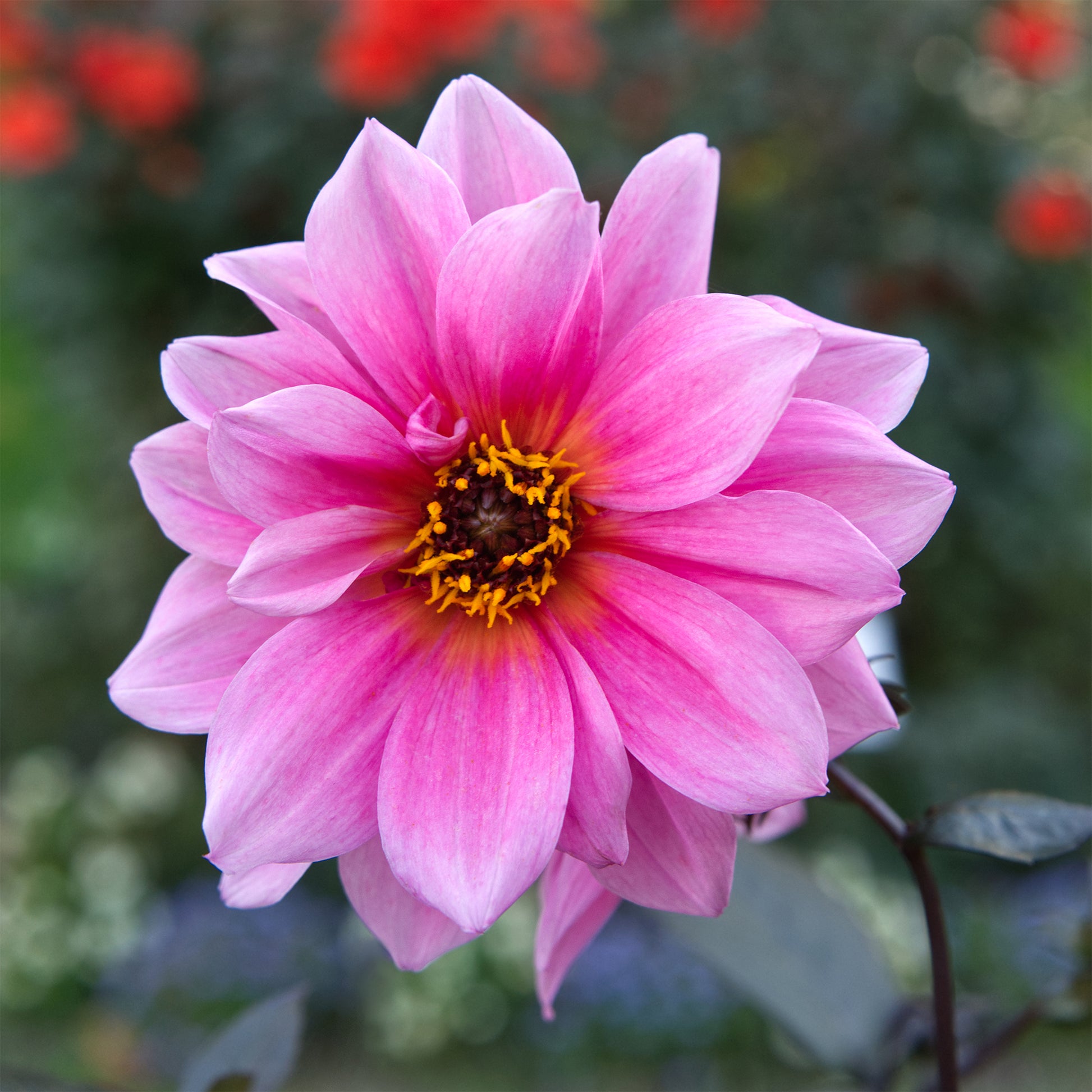 Dahlia Fascination - Decoratieve dahlia Fascination - Dahlia 