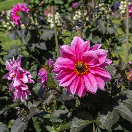 Decoratieve dahlia Fascination - Bakker