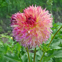 Dahlia fubuki Myrtle's Folly - Dahlia Fubuki Myrtles Folly - Dahlia 