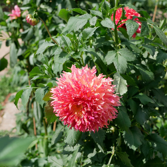 Dahlia Fubuki Myrtles Folly - Bakker