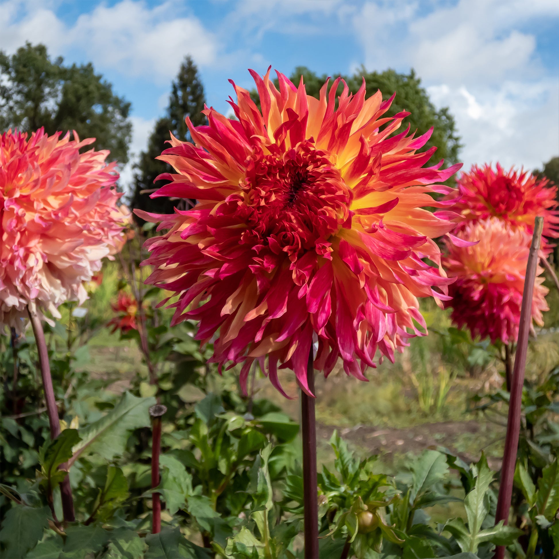 Dahlia Fubuki Myrtles Folly - Dahlia fubuki Myrtle's Folly - Bakker