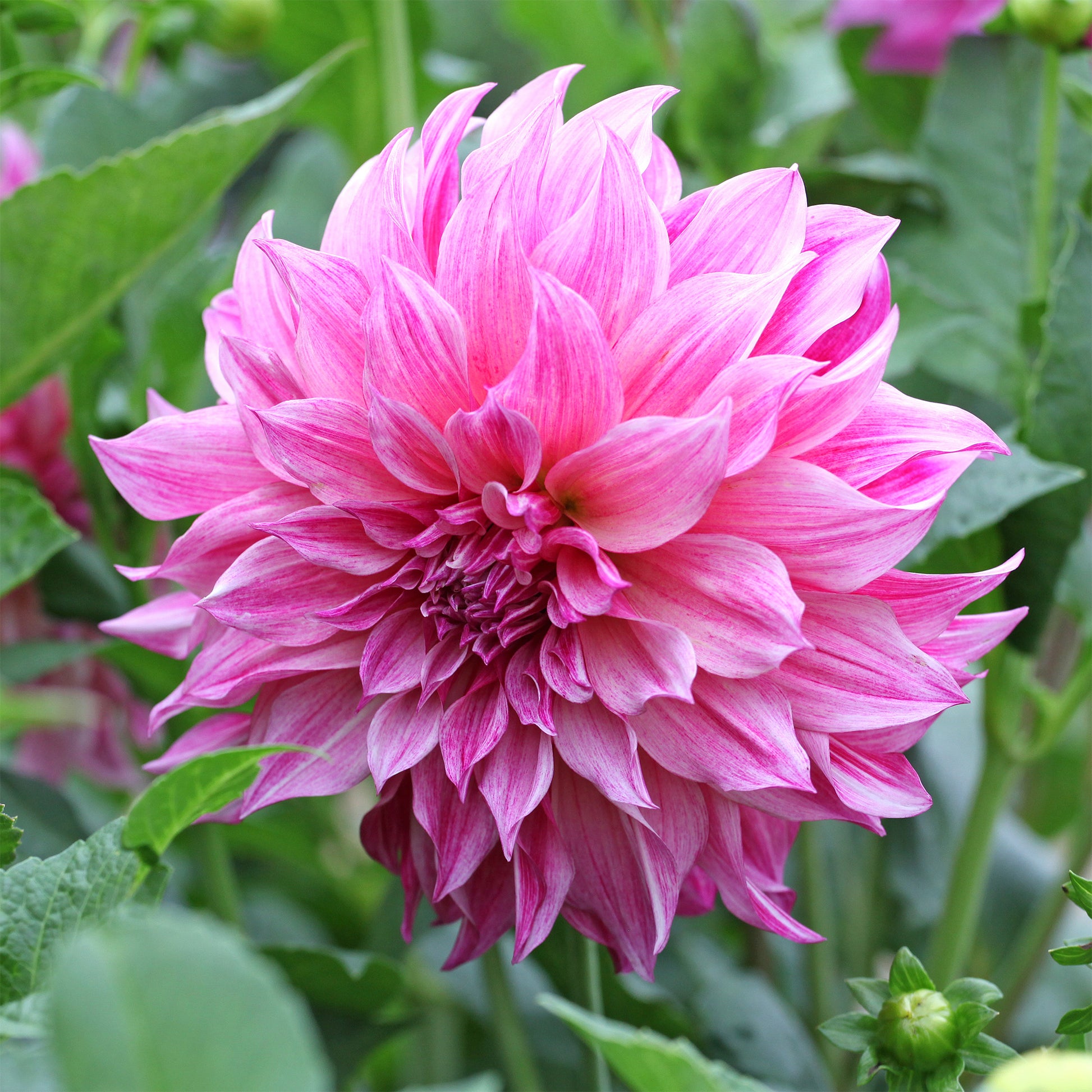 Reuzendahlia Café au Lait Rose - Dahlia Café au Lait Rosé - Bakker