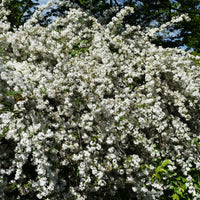 Deutzia - Bruidsbloem - Dwergdeutzia Nikko - Deutzia gracilis Nikko