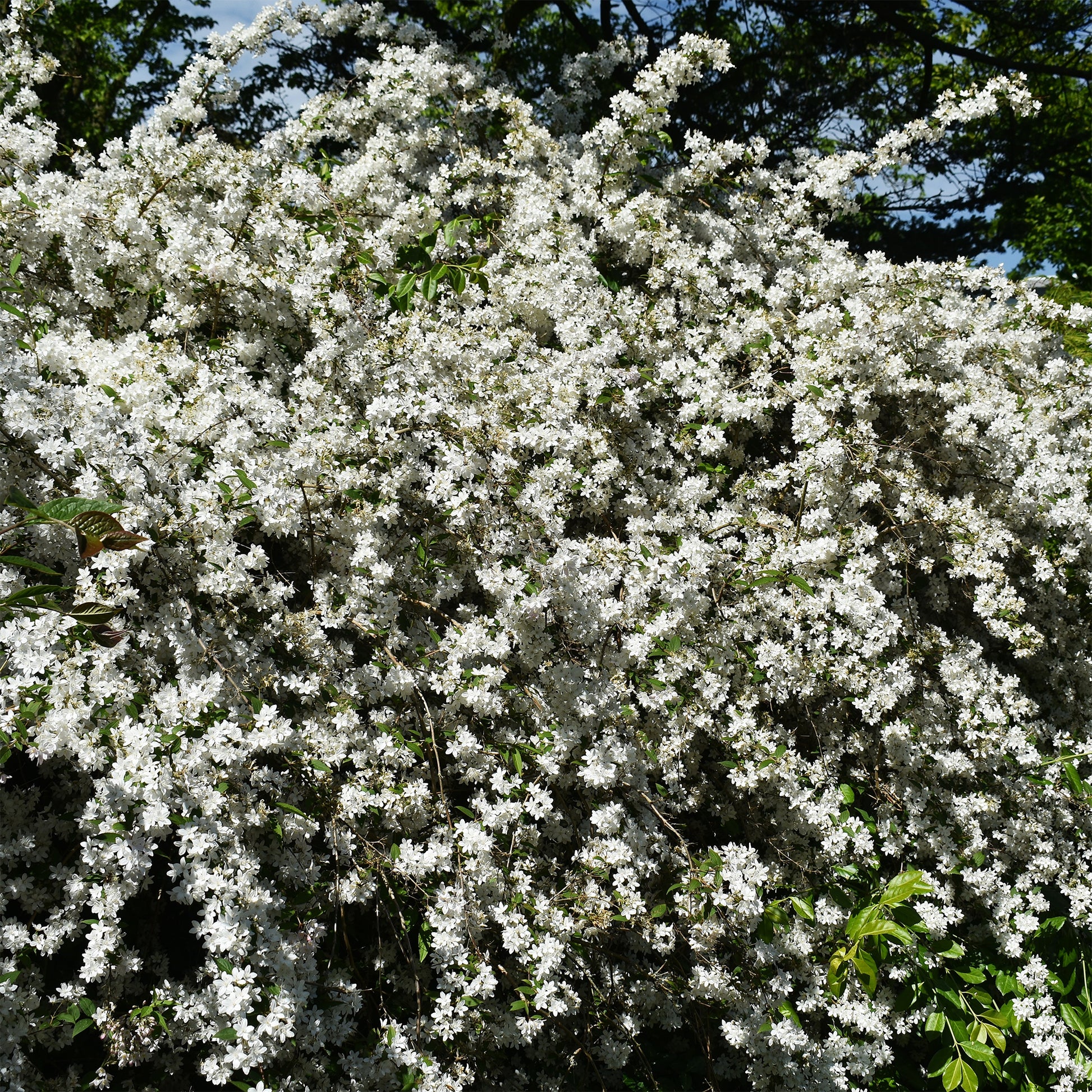 Bruidsbloem - Deutzia - Dwergdeutzia Nikko - Deutzia gracilis Nikko