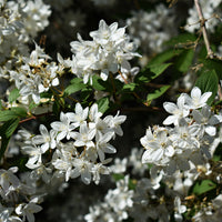 Deutzia gracilis Nikko - Dwergdeutzia Nikko - Deutzia - Bruidsbloem