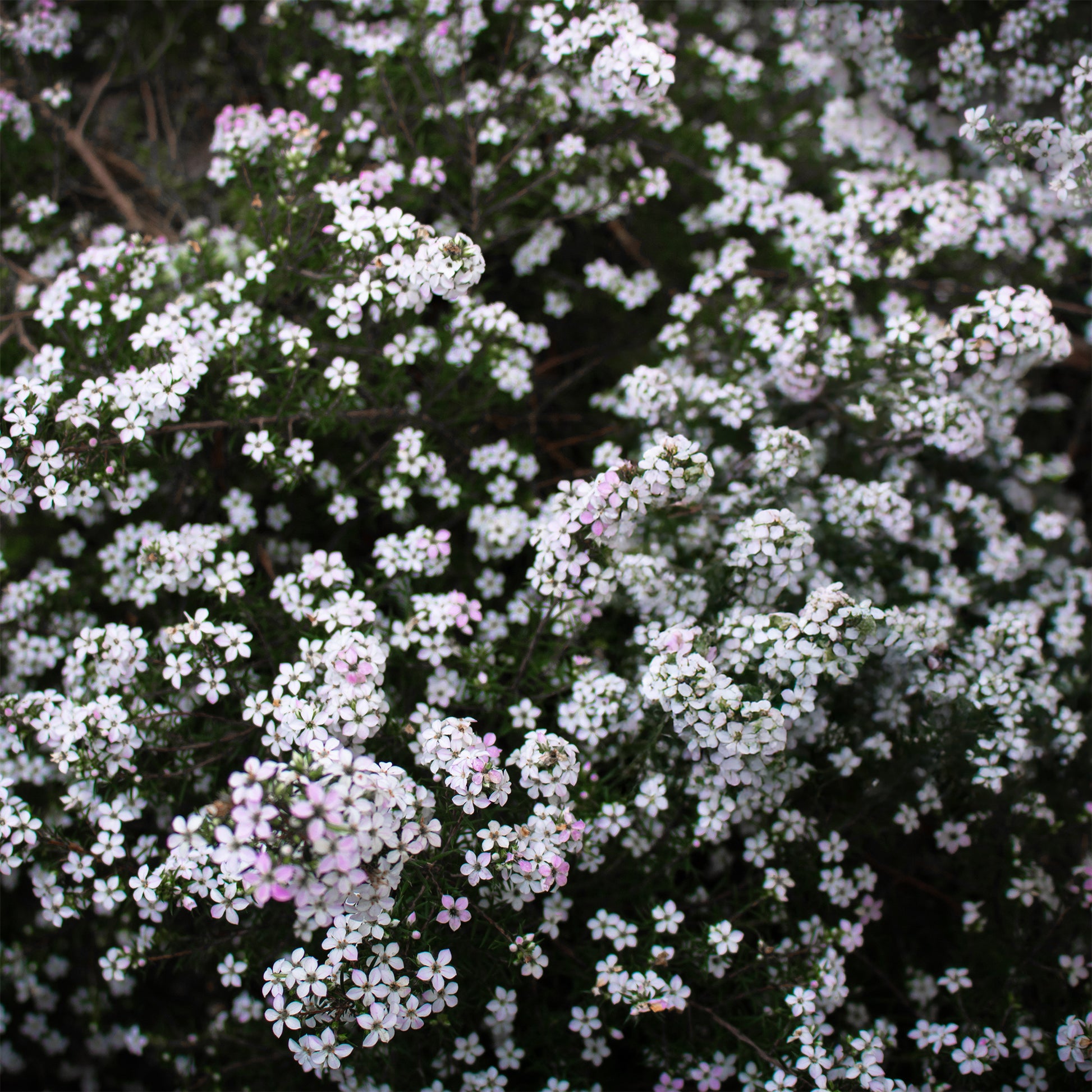 Diosma - Vissersplant - Bakker