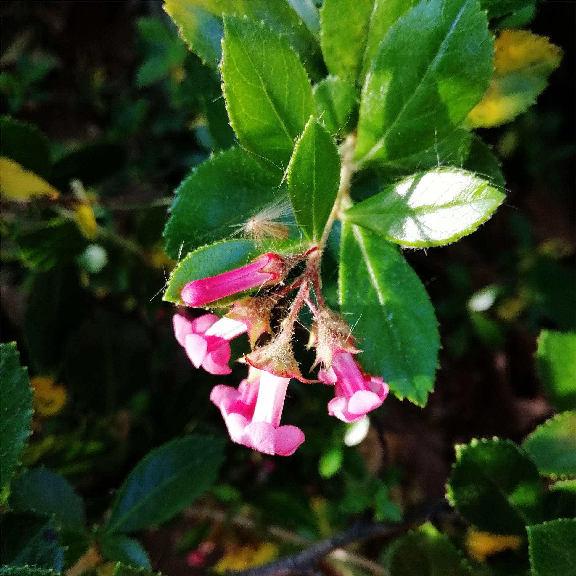 Escallonia Macrantha - Escallonia rubra macrantha - Bakker