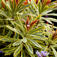 Wolfsmelk Ascot Rainbow® - Euphorbia martinii Ascot Rainbow ® - Bakker