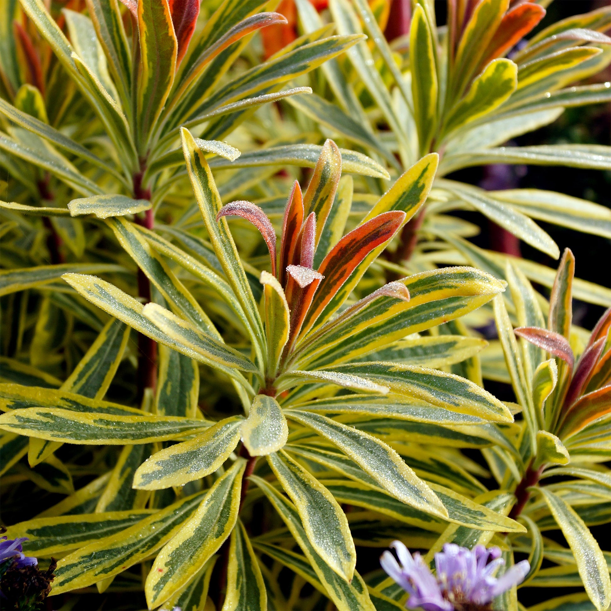 Wolfsmelk Ascot Rainbow® - Euphorbia martinii Ascot Rainbow ® - Bakker