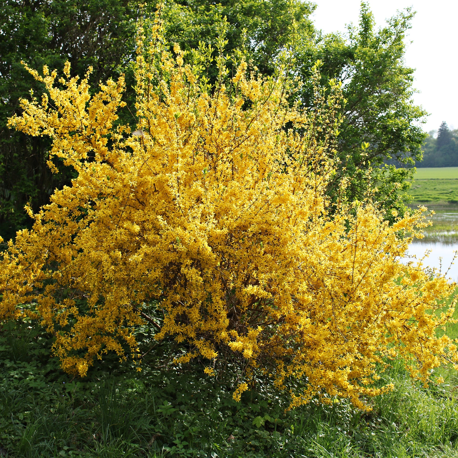 Forsythia x intermedia Lynwood Gold - Forsythia Lynwood Gold - Chinees klokje - Forsythia