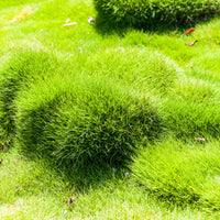 Mascareense gras - Zoysia tenuifolia - Bakker