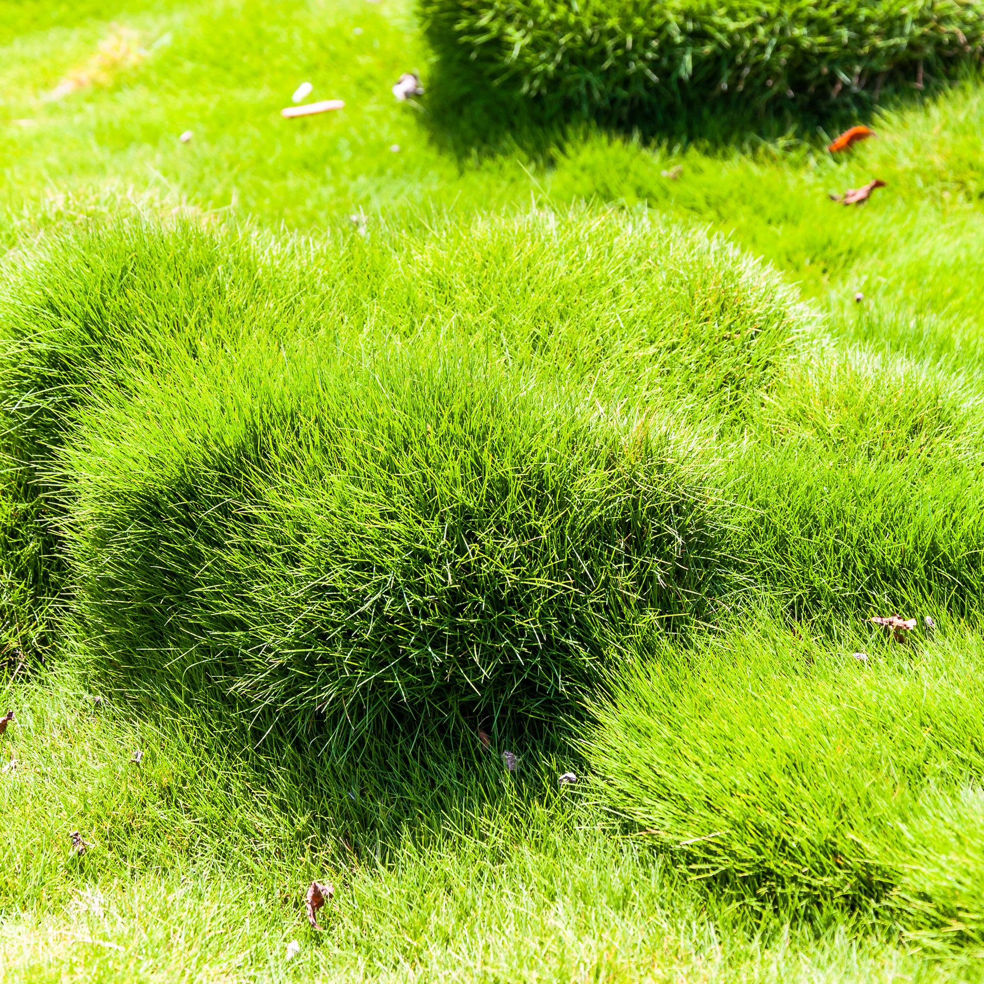 Mascareense gras - Zoysia tenuifolia - Bakker