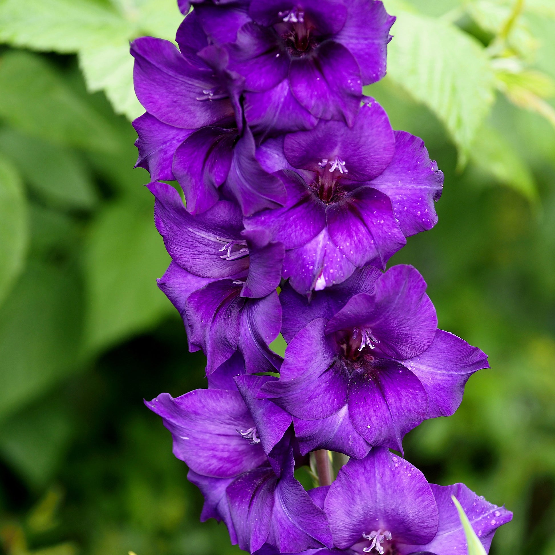 Gladiolen Flora - Gladiolus Purple Flora - Bakker