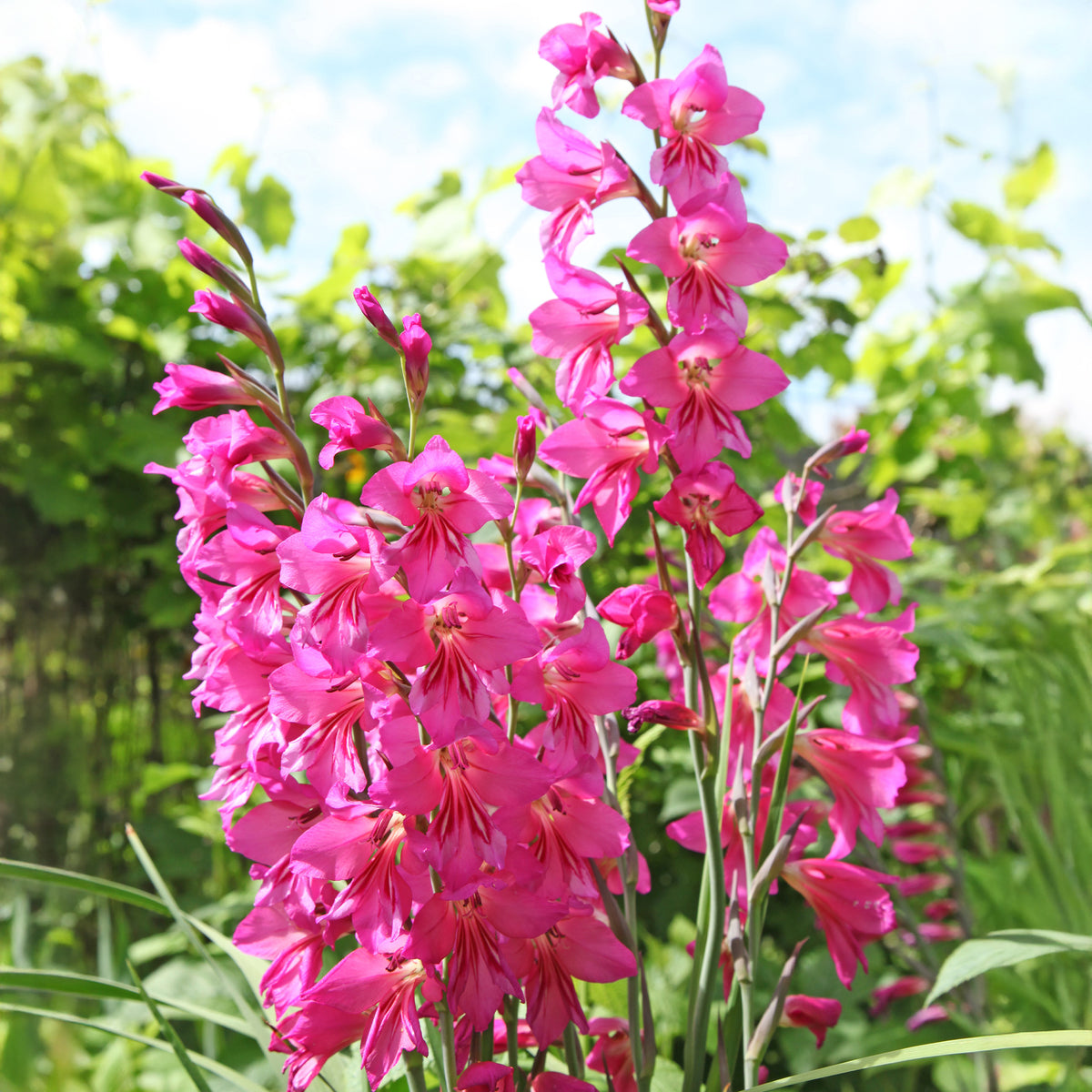 Dwerggladiolen roze (x25) - Bakker