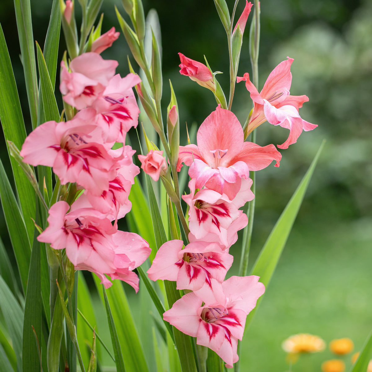 Dwerggladiolen roze (x25) - Gladiolus Dwarf Pink - Bakker