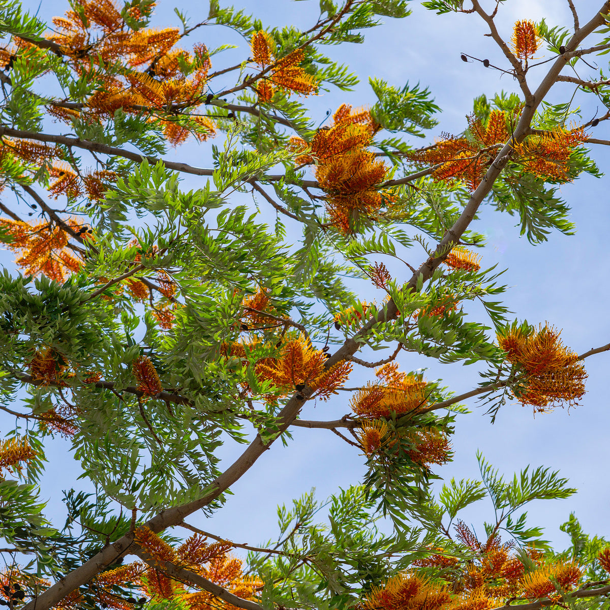Grevillea robusta - Australische zijde-eik - Bloeiende bomen