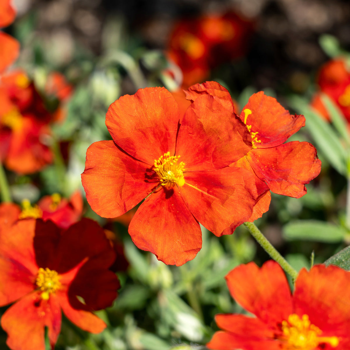 Zonneroosje Tomato Red - Helianthemum Tomato Red - Bakker