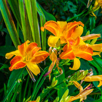 Hemerocallis Frans Hals - Daglelie Frans Hals - Daglelie - Hemerocallis