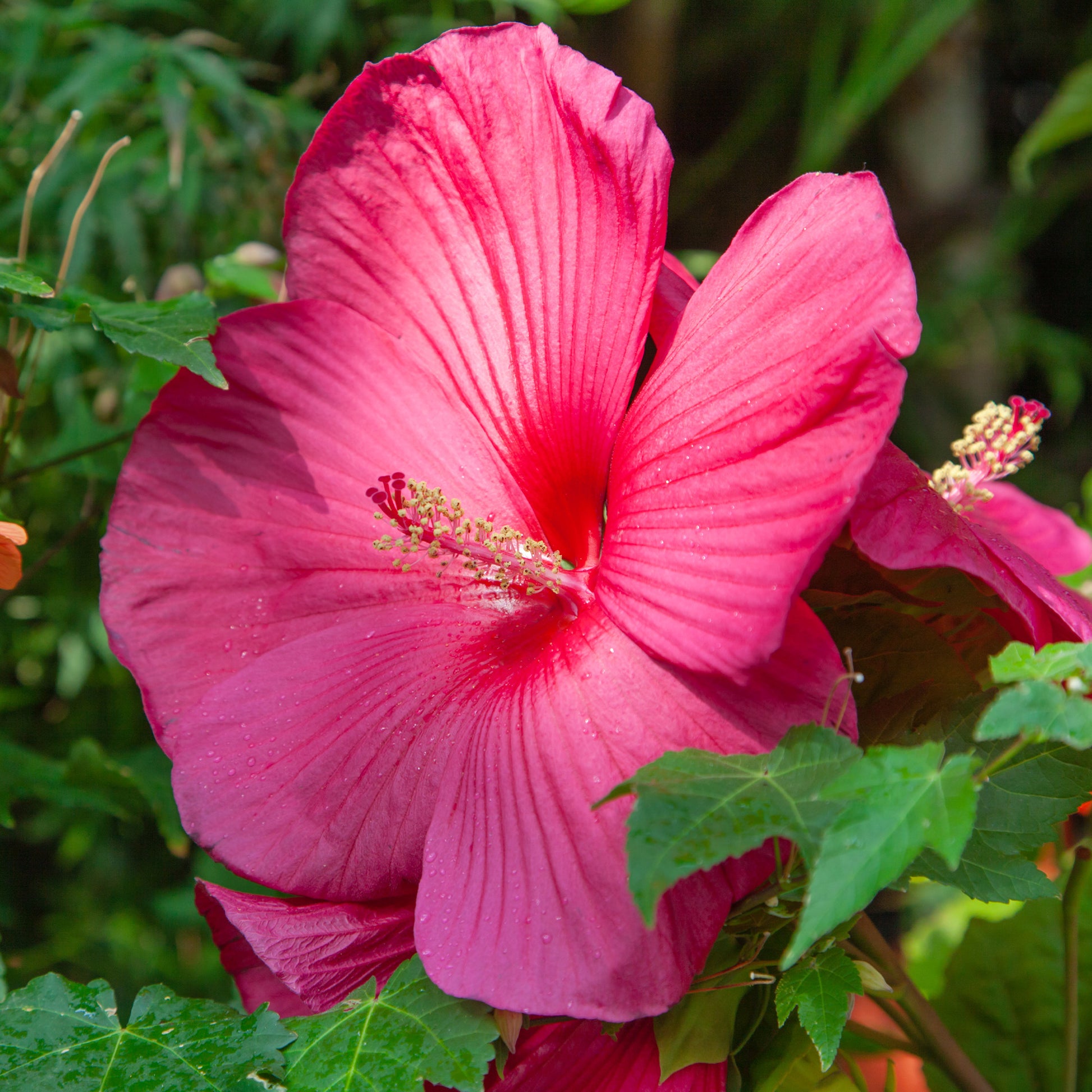 Hibiscus moscheutos - Moerashibiscus - Hibiscus