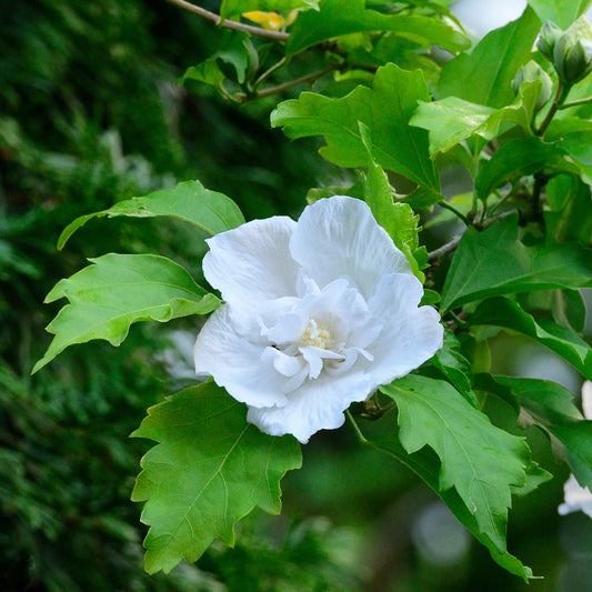 Hibiscus Flower Tower White® - Bakker