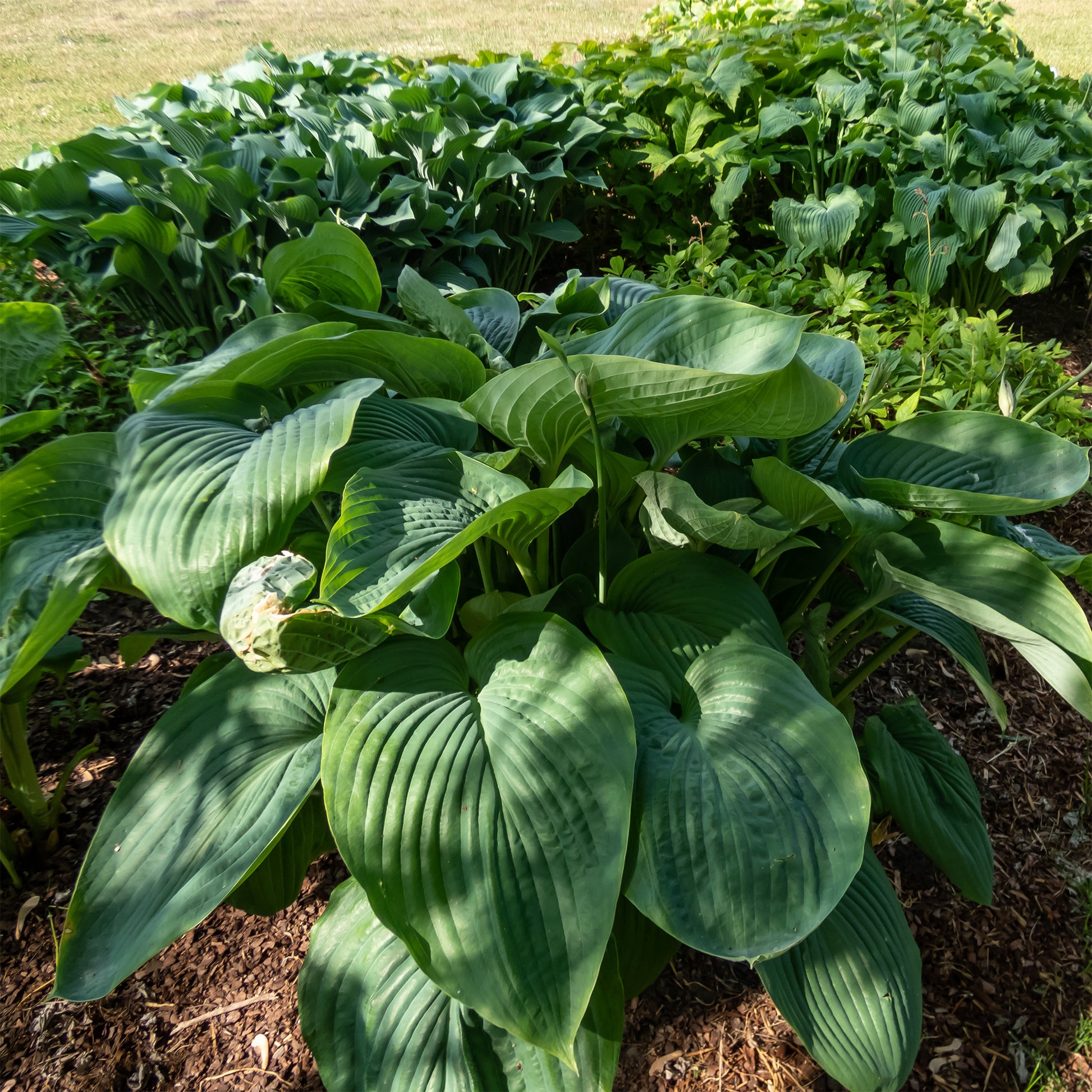 Hosta Empress Wu - Hartlelie Empress Wu - Hartlelie - Hosta