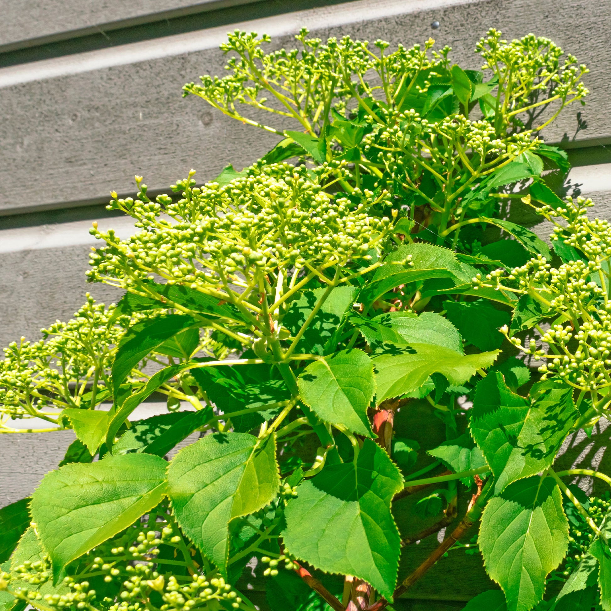 Klimhortensia Crug Coral - Hydrangea anomala Crug Coral - Bakker