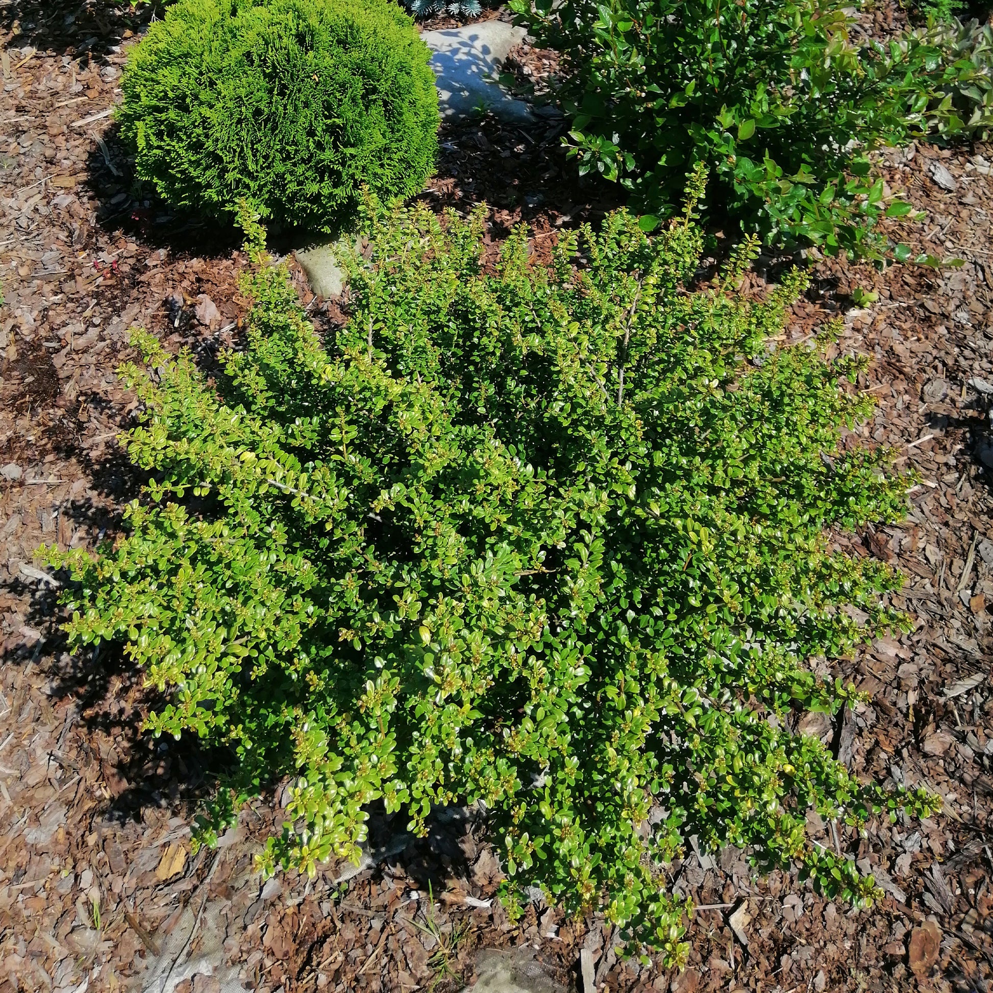 Hulst Nana Hollybox - Ilex vomitoria Nana Hollybox - Bakker