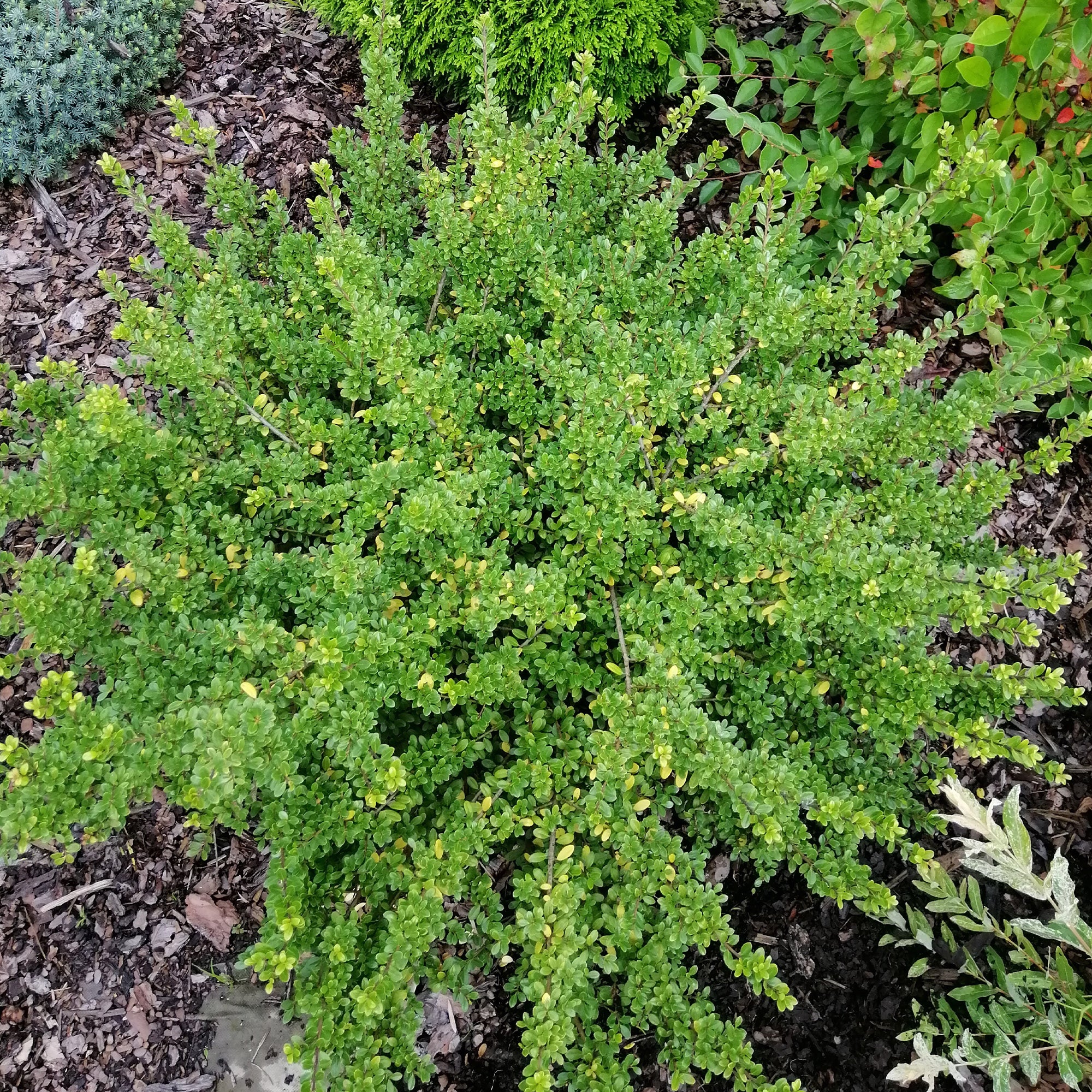 Hulst Nana Hollybox - Ilex vomitoria Nana Hollybox | Bakker.com