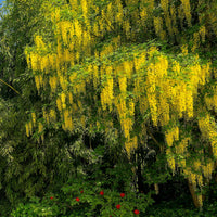 Bloeiende bomen - Goudenregen - Laburnum anagyroides